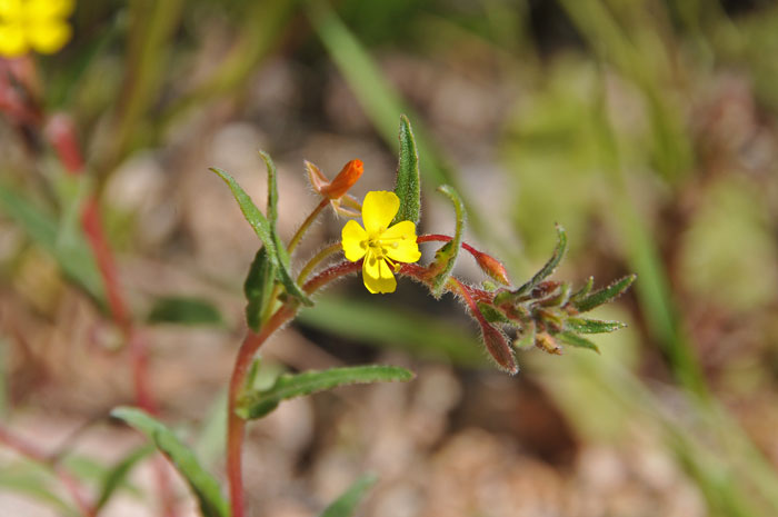 Miniature Suncup or Small Evening Primrose has a gently arching over or nodding flowering stem (inflorescence). This species is relatively rare in the United States where it is only found in Arizona and California. Camissonia micrantha 